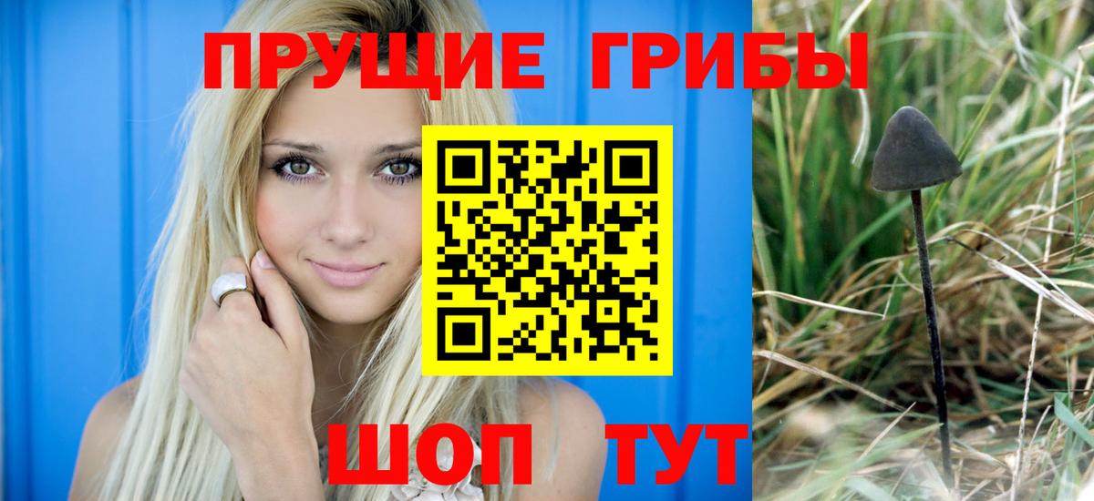 Псилоцибиновые грибы Cubensis Солнечногорск